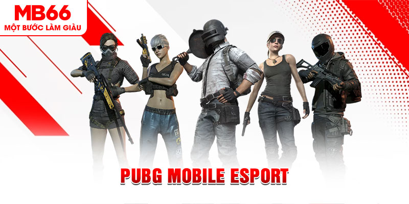 gà chọi c1 mới nhất