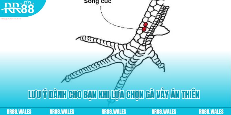 vao bong how to play roulette at casino