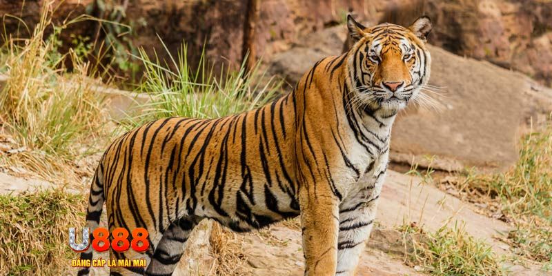 vao bong ban ca vip online