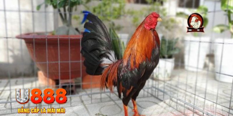 vao bong nổ hũ chơi như thế nào