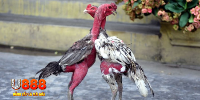 vao bong bàn cầu điểm số tay trước trong baccarat là gì