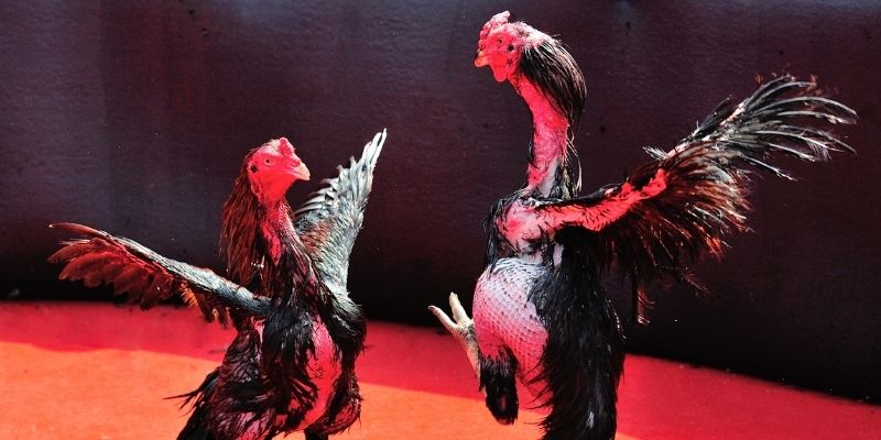 vao bong Spribe Điện Tử